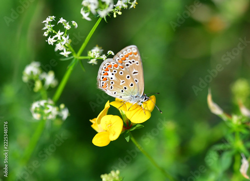 Bläuling auf Blume