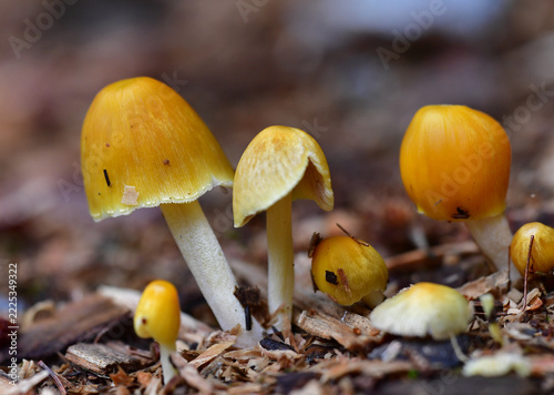 Goldmistpilz