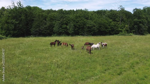 High angle drone view of a herd of multi-colored wild horses grazing peacefully on a green pasture surrounded by dense forest.