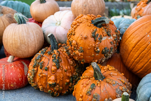pumpkins and gourds