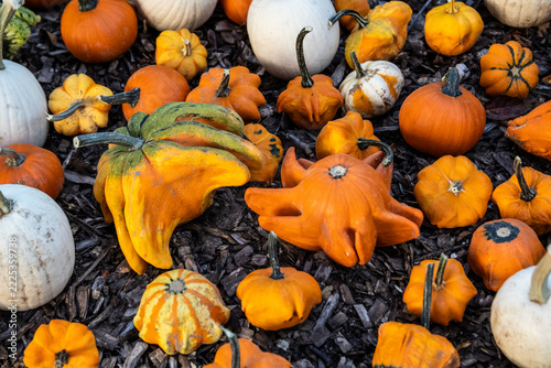 gourds on the ground
