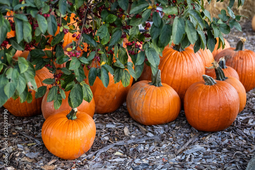 pumpkins on the ground