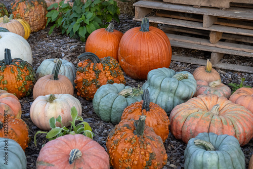 pumpkins and gourds