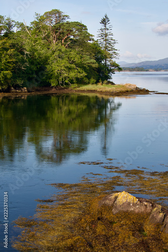 Reflection of Forested Shoreline The Sound Kenmare Ring of Kerry County Kerry Republic of Ireland