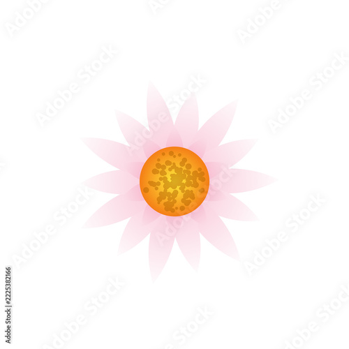 Pink daisy flower with yellow center transparent background