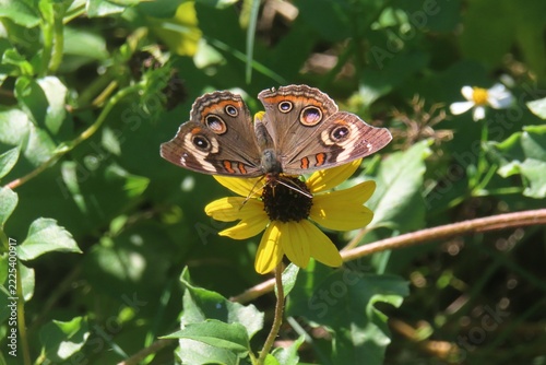 Buckeye butterfly on yellow flower in Florida nature, closeup