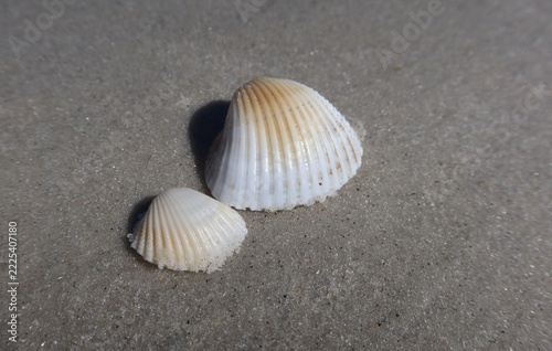 White seashells on the beach