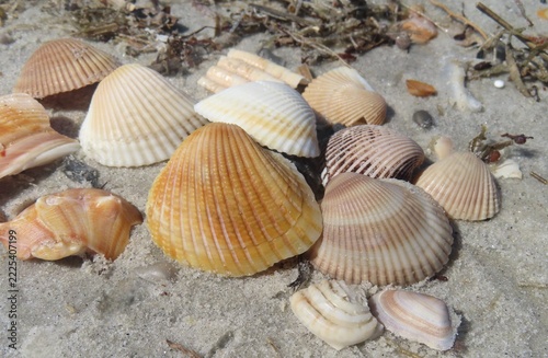 Colored seashells on the beach in Atlantic coast of North Florida