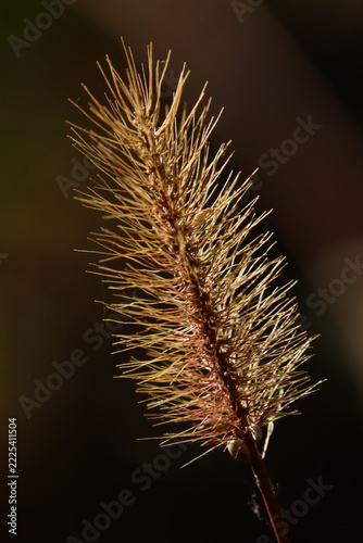 Gras nach Blüte