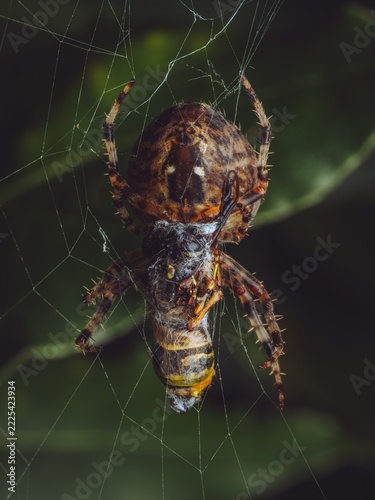 A close-up of a European garden spider 'Araneus diadematus' wrapping it's prey up in it's silk web