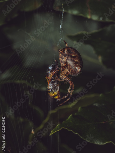 A side view of a European garden spider 'Araneus diadematus' wrapping it's prey up in it's silk web