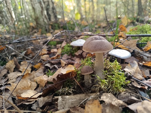 Wild brown and white mushrooms in an autumn forest. Bolete fungi growing among green moss and fallen dry leaves