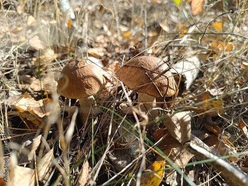 Two brown mushrooms growing together on autumn forest floor. Wild bolete fungi surrounded by dry leaves and grass in sunlight