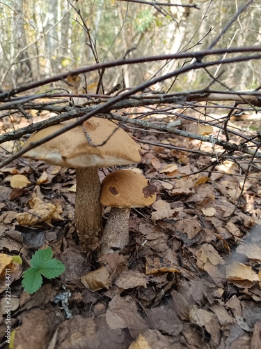 Two brown mushrooms growing among dry autumn leaves and twigs. Wild edible birch boletes on a forest floor