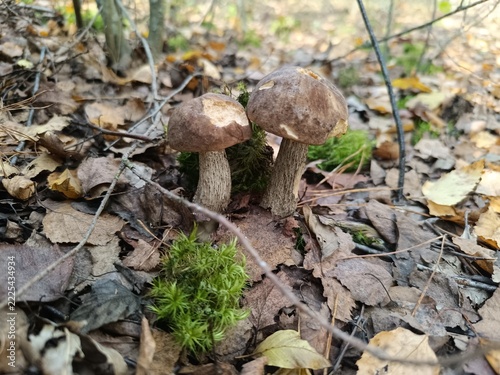 Close-up of two bitten brown mushrooms among autumn leaves and moss. Wild edible fungus on a forest floor