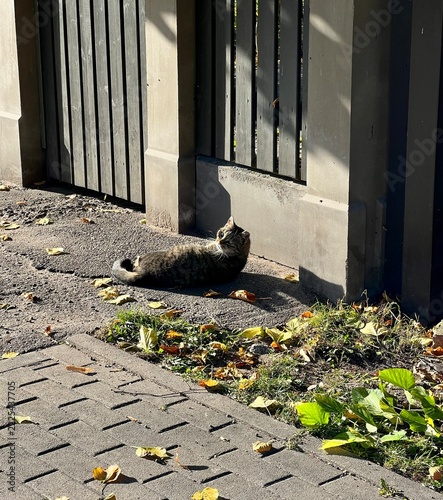 a wild cat on the street