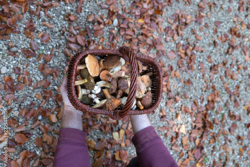 Man Holding a Basket of Freshly Picked Young Mushrooms in the Forest.