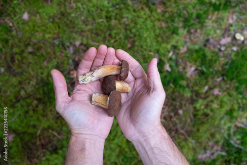 Close-Up of a Man’s Hand Holding Freshly Picked Young Mushrooms in the Forest.