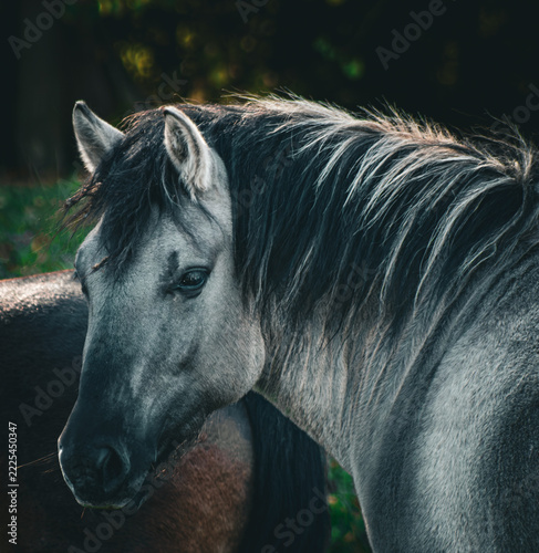 Beautiful Grey Horse Portrait Outdoors