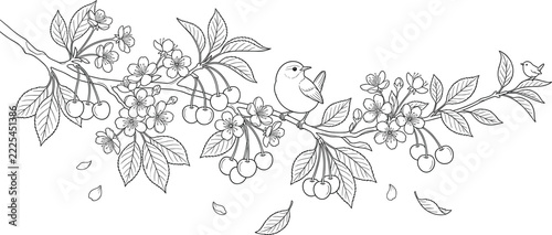 Cherry Blossom Branch with Ripe Cherries and Perched Songbird, Botanical Line Art Illustration for Coloring and Design