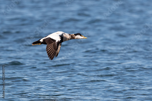 adult male common eider (Somateria mollissima) in flight moulting into breeding plumage, found at Heligoland, Germany