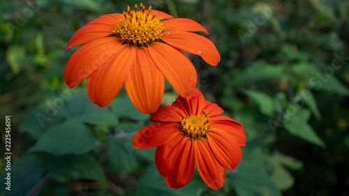 Two Orange Mexican Sunflower Blossoms in Green Foliage