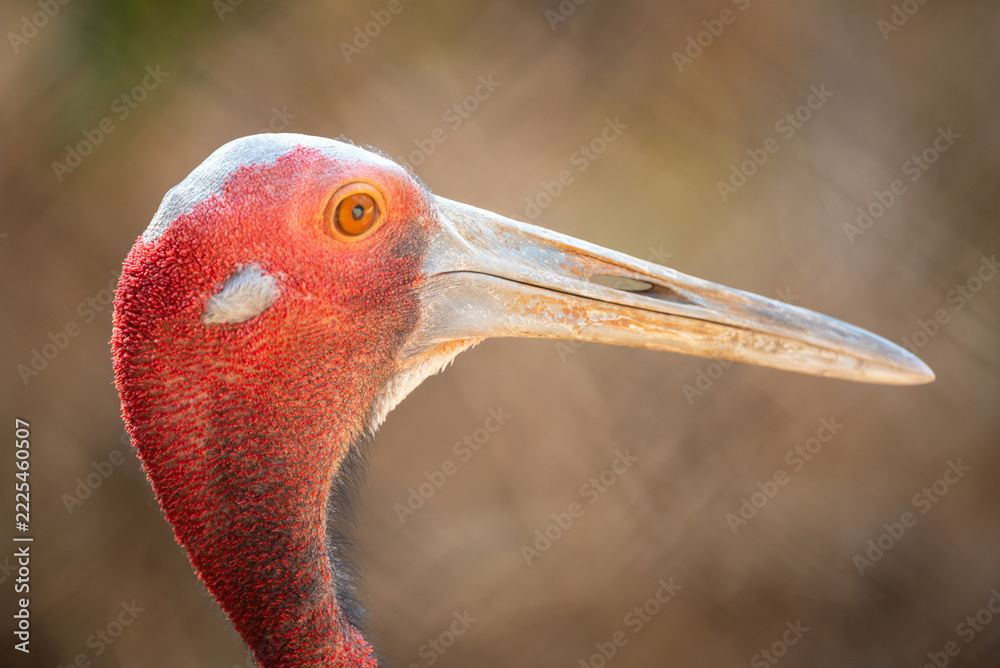 Naklejka premium Red crowned crane portrait with long beak and orange eye against blurred natural background