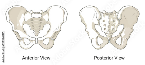 Anatomical of the human pelvis showing anterior and posterior views, detailed medical diagram for educational and scientific purposes