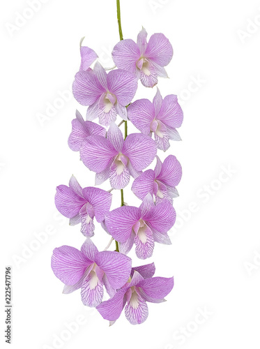 Stunning Purple Dendrobium Orchid Flowers