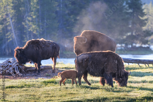 Wild American Bison in Yellowstone National Park