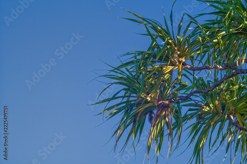 Green Desert Palm Tree with Blue Sky.