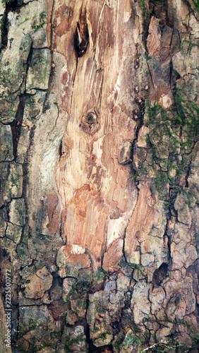 textured tree bark background macro close up natural wooden surface