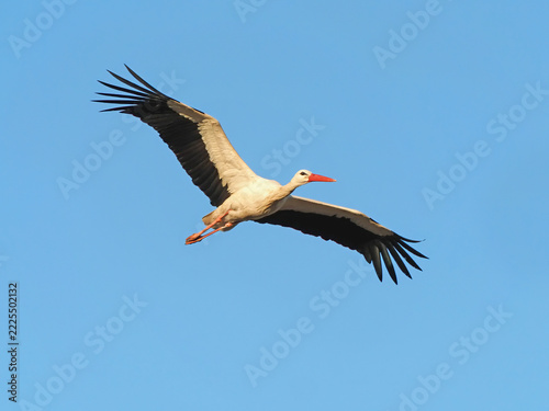 White stork (Ciconia ciconia) flying on a clear blue sky
