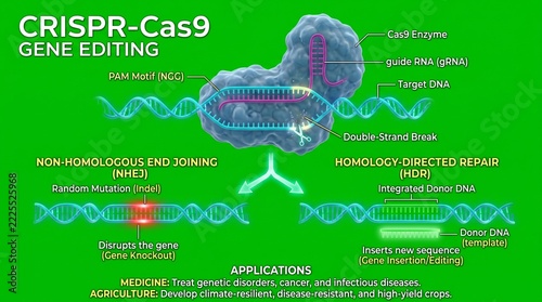 Crispr cas9 gene editing mechanism showing nhej and hdr repair