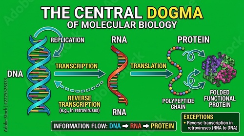 Educational diagram of the central dogma of molecular biology showing