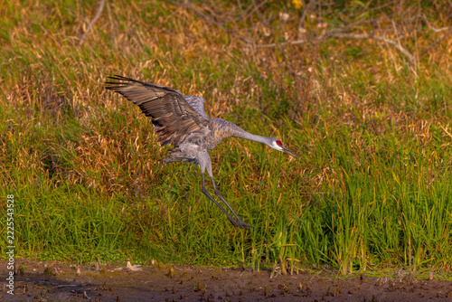 Sandhill Cranes (Antigone canadensis) landing on a riverbank, spreading their wings and extending their legs as they approach the water's edge.