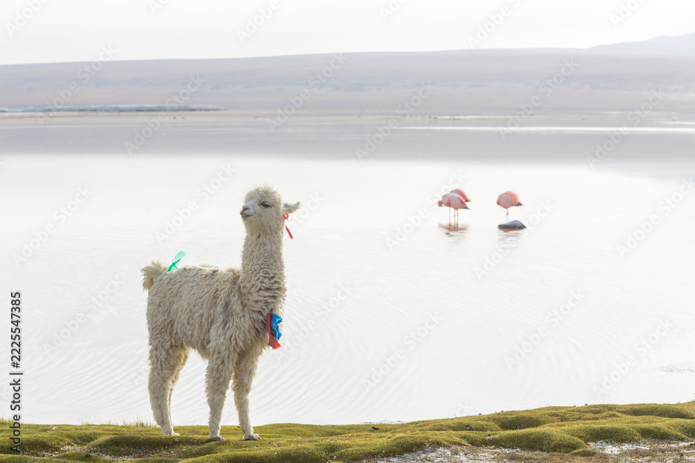 Naklejka premium Alpaca