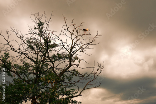 White stork perched on a bare tree against dramatic overcast evening sky