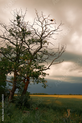 Stork perched on bare tree branches above fields beneath dramatic storm clouds