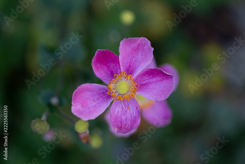 Close-up of pink Japanese anemone flower with soft green bokeh background