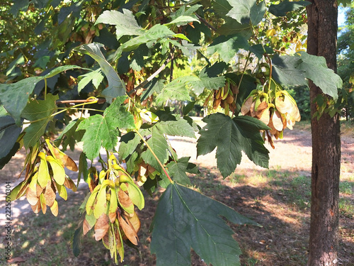 The acer pseudoplatanus or acer opalus tree with green and brown seeds grows in the park.