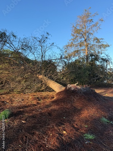 Fotografie Large uprooted cypress tree from Hurricane Isaias in Destin, Florida