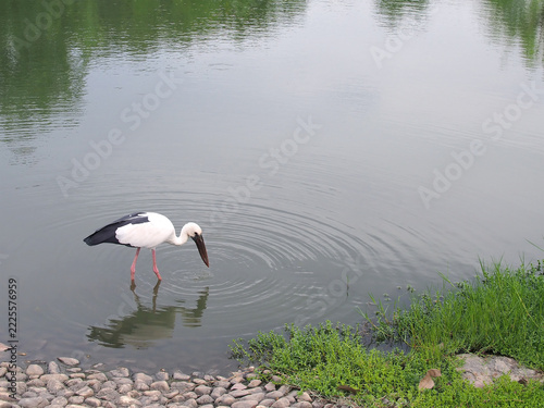 white asian openbill stork foraging and dipping beak in pond water with ripples detail