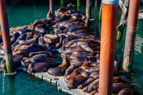 Sea Lion On Dock Close-up