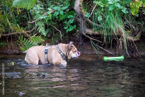 Bulldog wades through shallow stream carrying green toy. Leaves float around as dog splashes through water. Natural greenery frames the playful, muddy scene. Happy pup shows energy, joy