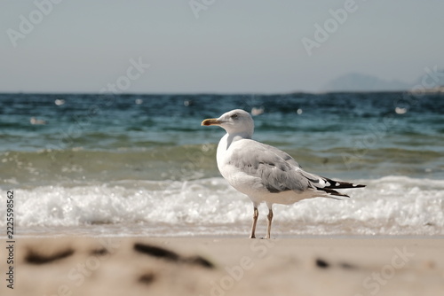 Seagull standing on sandy beach with turquoise ocean waves, coastal wildlife concept Argentina