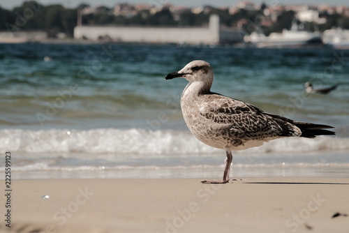 Seagull standing on sandy beach with turquoise ocean waves, coastal wildlife concept Argentina