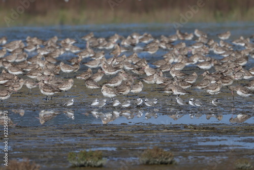 wader flock
