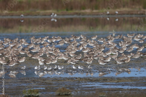 wader flock