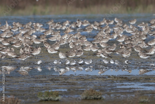 wader flock